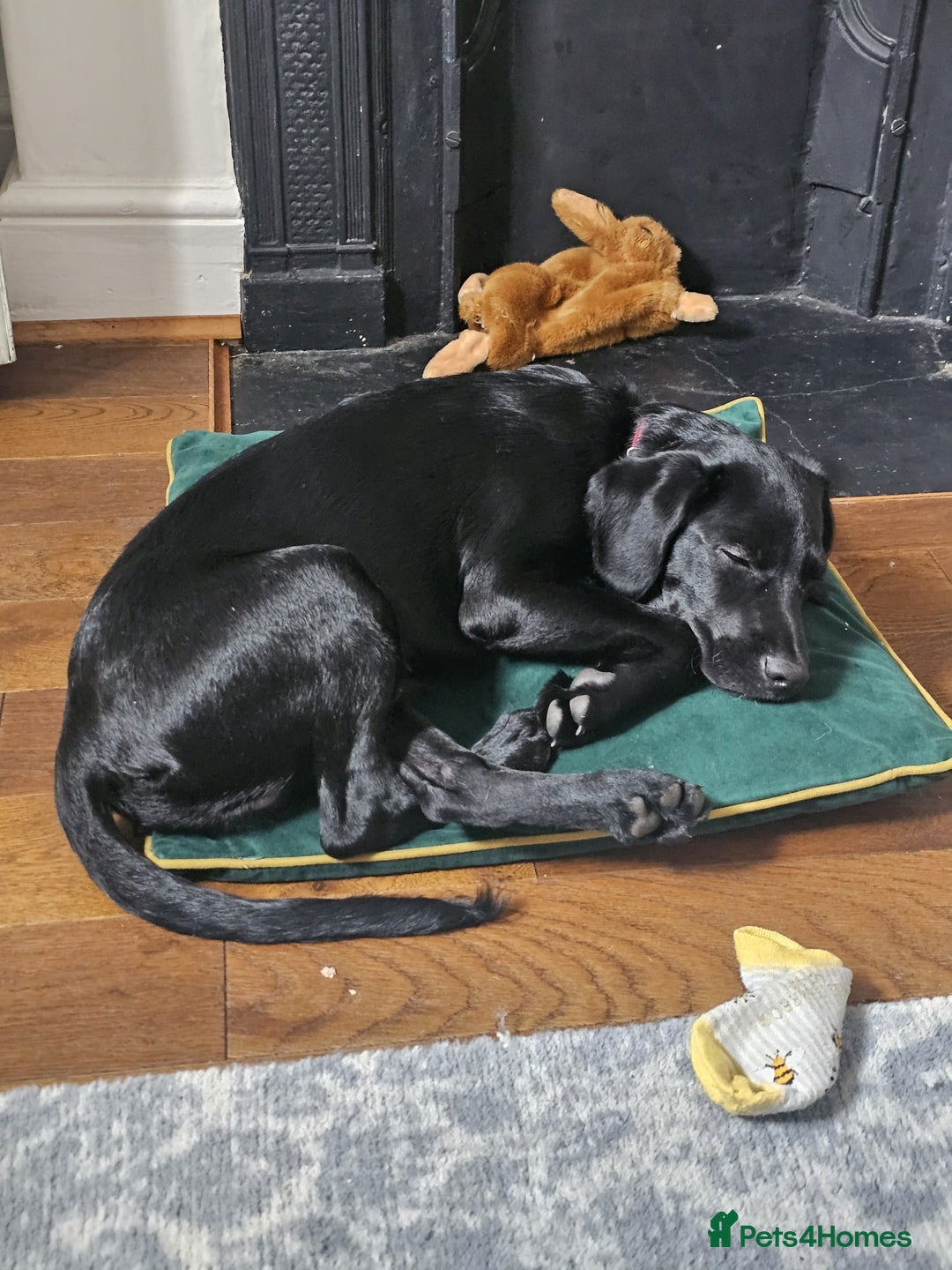 Springador dogs for sale: Springador male 6 months old.  - Image 7