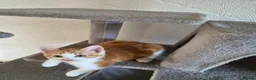 British Shorthair cats for sale: Kitten  - Advert 5