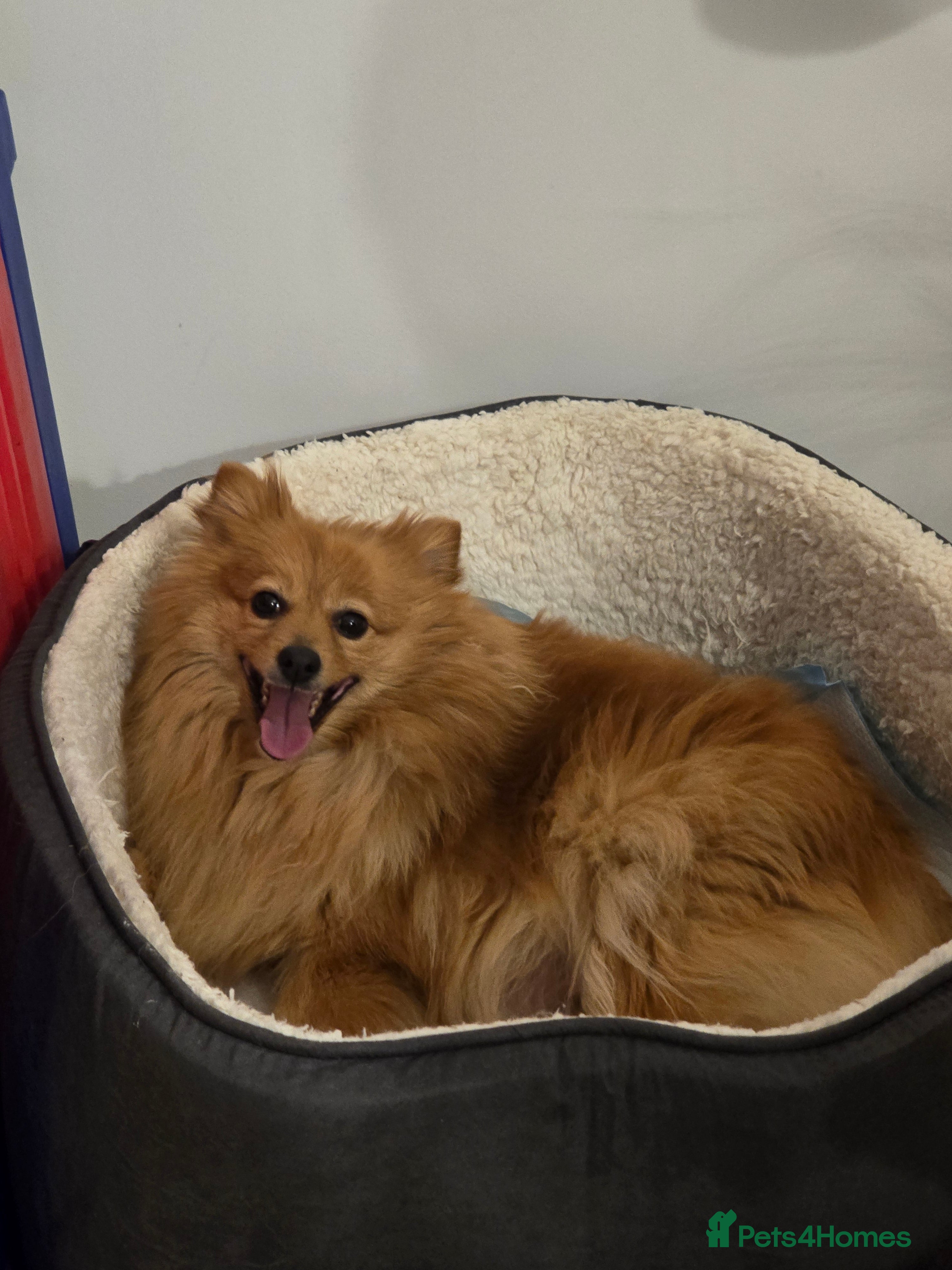 Pomeranian dogs 2 sweet little girl puppies - Advert 12