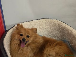 Pomeranian dogs 2 sweet little girl puppies - Advert 1