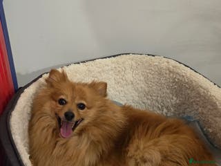 Pomeranian dogs Sold, sold 2 sweet little girl puppies - Advert 11