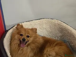 Pomeranian dogs Sold, sold 2 sweet little girl puppies - Advert 3