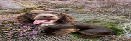 Cocker Spaniel dogs for stud: Cocker spaniel for Stud  in Dundee - Advert 4