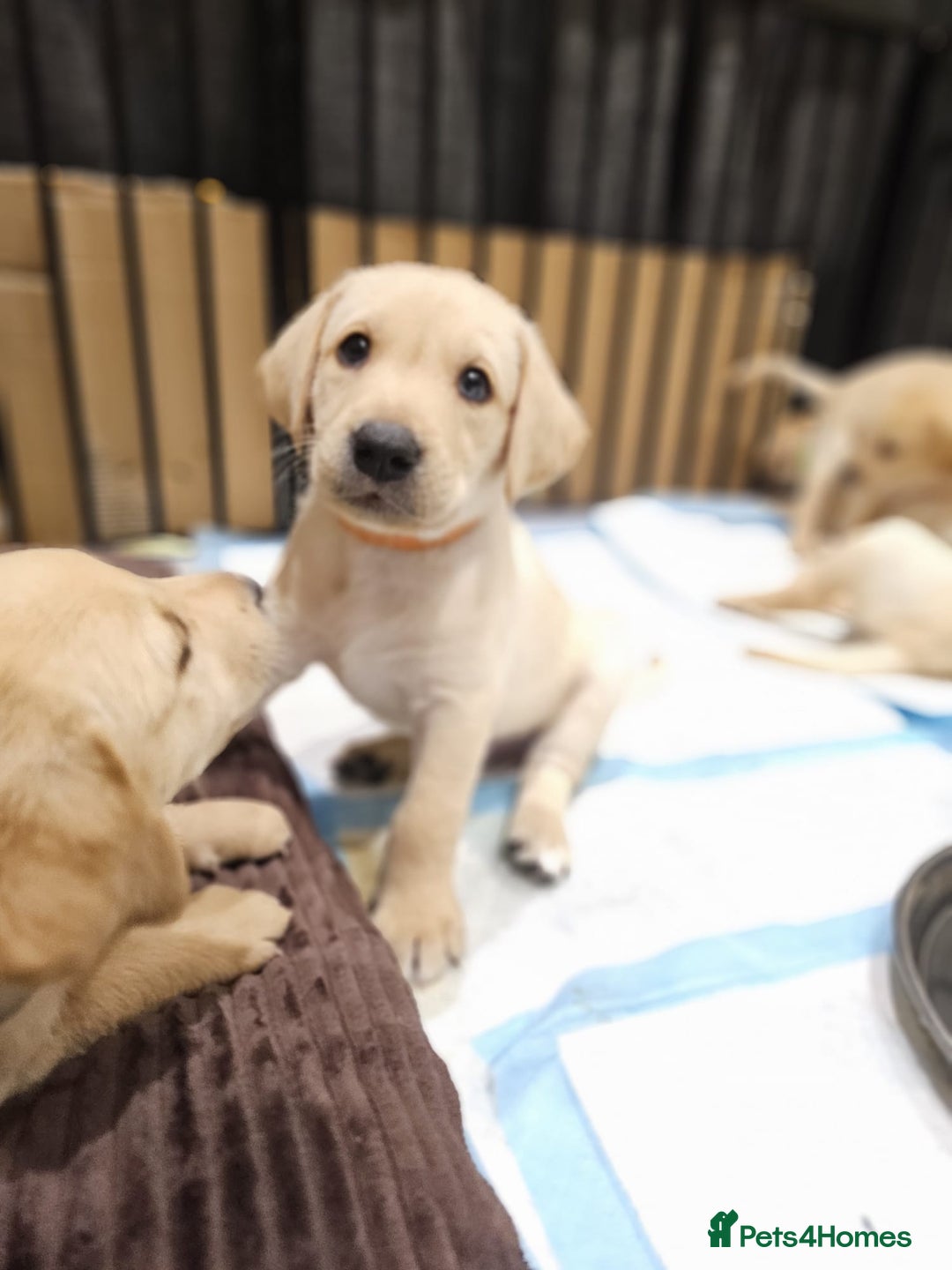 Labrador Retriever dogs for sale: Labrador Puppies for sale 24/10/25 onwards - Image 2