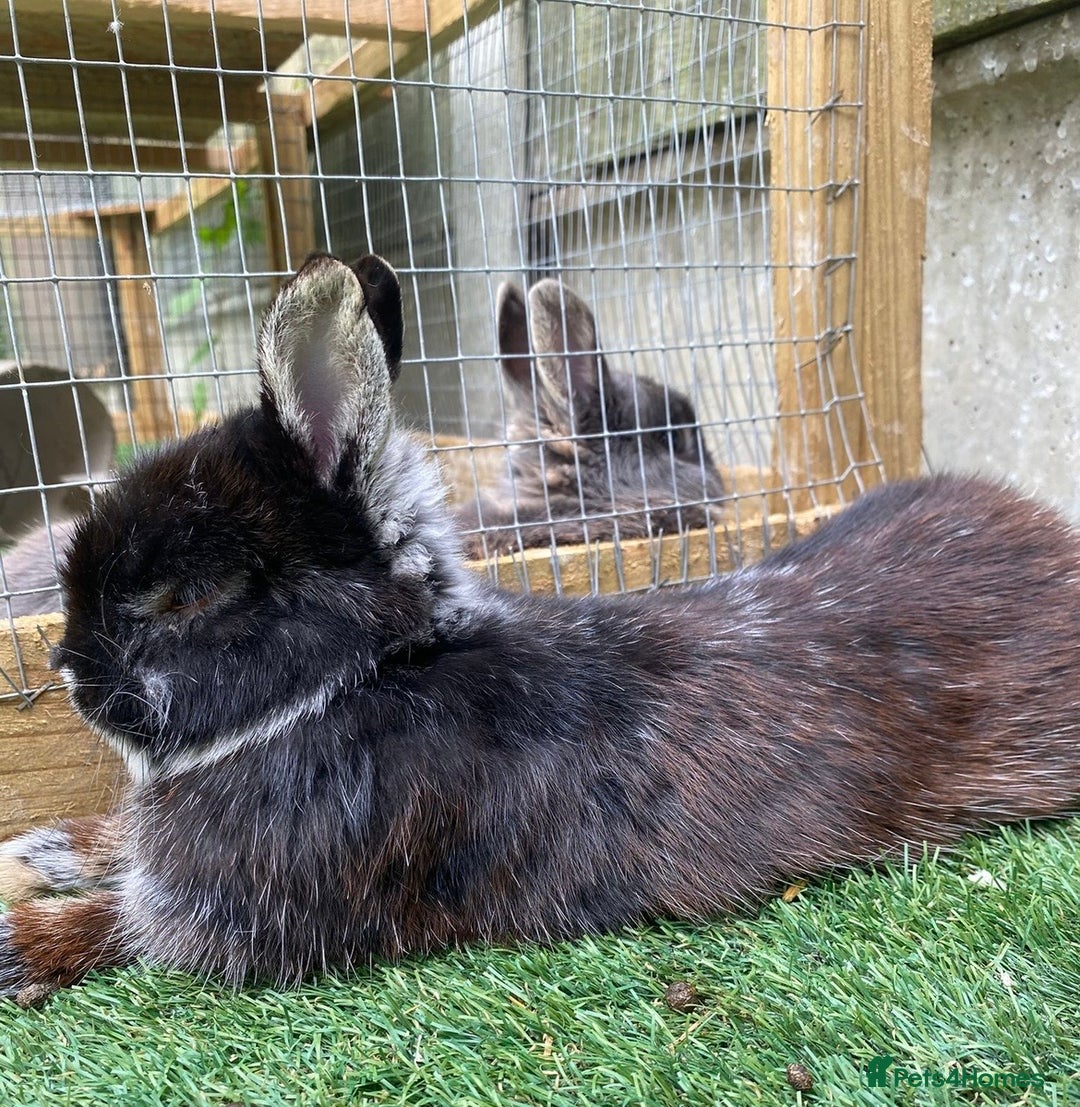 Netherland Dwarf rabbits for sale: 2 Male Netherland Dwarf rabbits 18 months old  - Advert 2