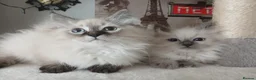 Siberian cats for sale: Beautiful Siberian kittens  in Wigan - Advert 13