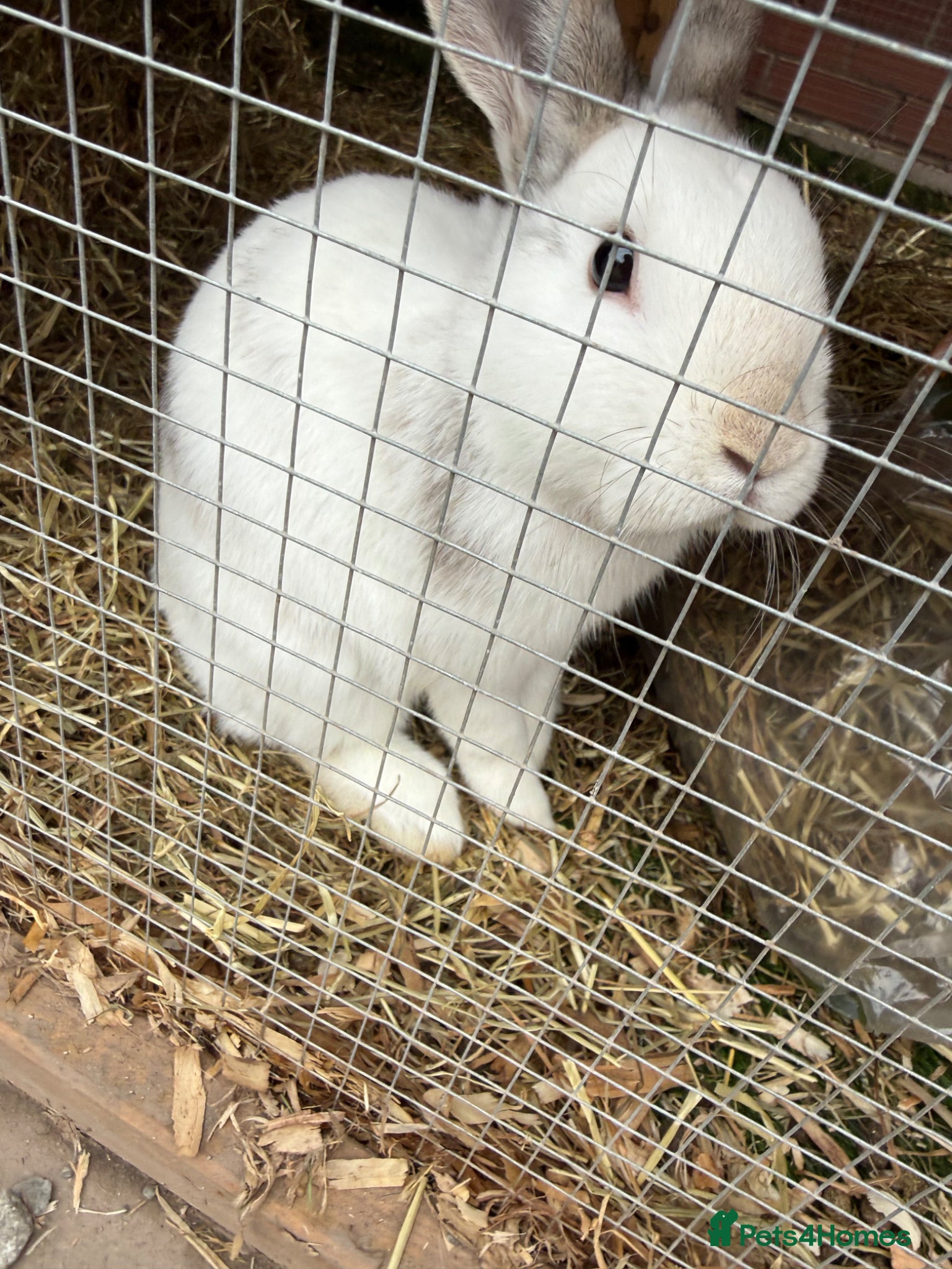 Harlequin rabbits Oscar the Bun - Advert 18