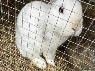Harlequin rabbits Oscar the Bun - Advert 2