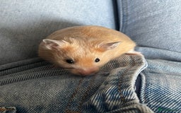 Hamster rodents for sale: Gorgeous male Syrian hamster  - Image 20