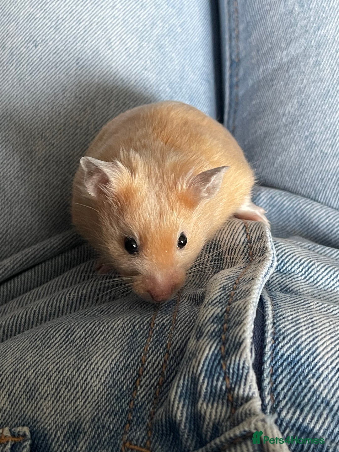 Hamster rodents for sale: Gorgeous male Syrian hamster  - Image 20