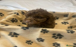 Cockapoo dogs for sale: Gorgeous litter of F1b cockapoos - Advert 12