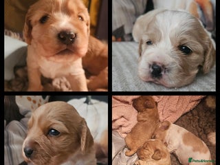 Mixed Breed dogs Cavapoo Puppies Ready for a new home for ** - Advert 17