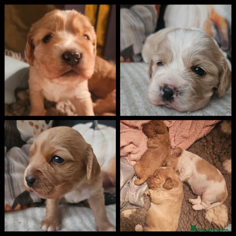 Mixed Breed dogs Cavapoo Puppies Ready for a new home for ** - Advert 8