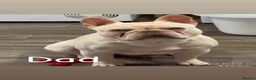 French Bulldog dogs for sale: Puppies  - Advert 5