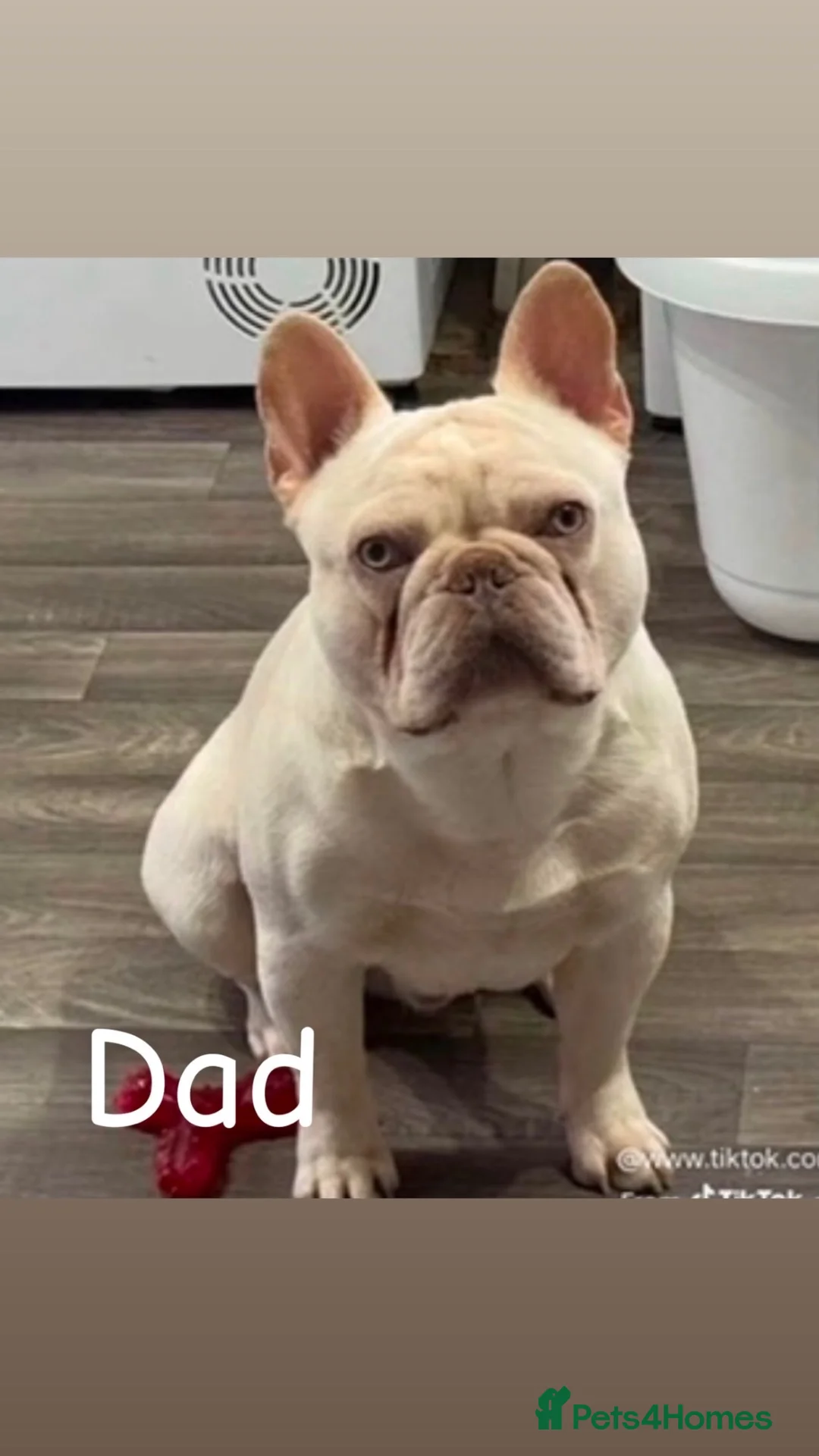 French Bulldog dogs for sale: Puppies  - Advert 5