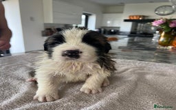 Saint Bernard dogs for sale: KC Registered St. Bernards For Sale! - Image 9