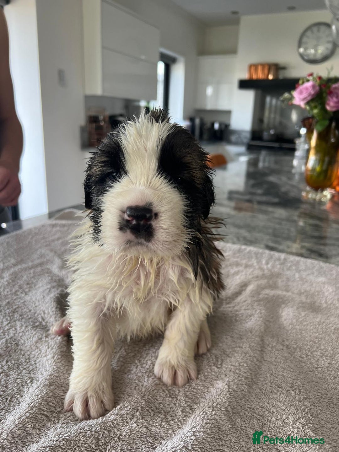 Saint Bernard dogs for sale: KC Registered St. Bernards For Sale! - Image 9
