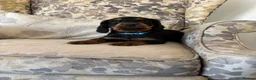Cocker Spaniel dogs for sale: Fantastic Litter of Working Cocker Spaniels  - Advert 19
