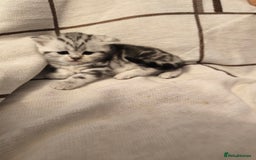 Scottish Fold cats for sale: Silver Tabby Scottish Fold Kittens: Rare&Stunning - Image 5