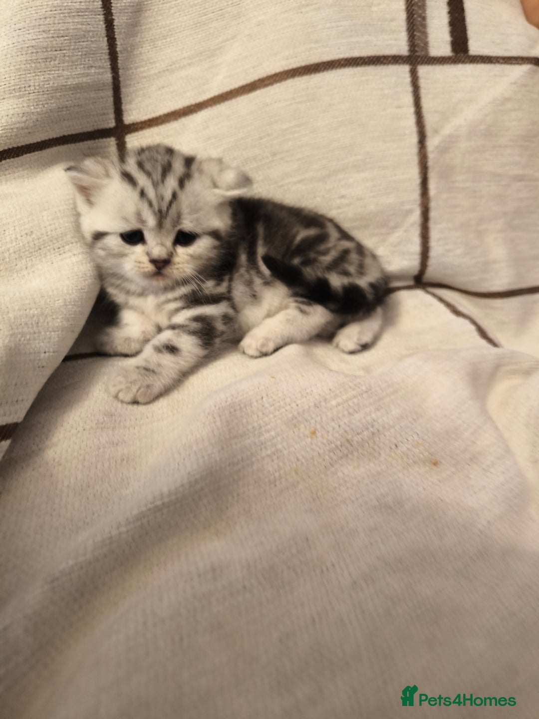 Scottish Fold cats for sale: Silver Tabby Scottish Fold Kittens: Rare&Stunning - Image 5