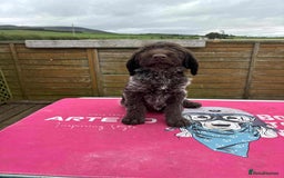 German Wirehaired Pointer dogs for sale: Beautiful Gwps puppies - Image 22