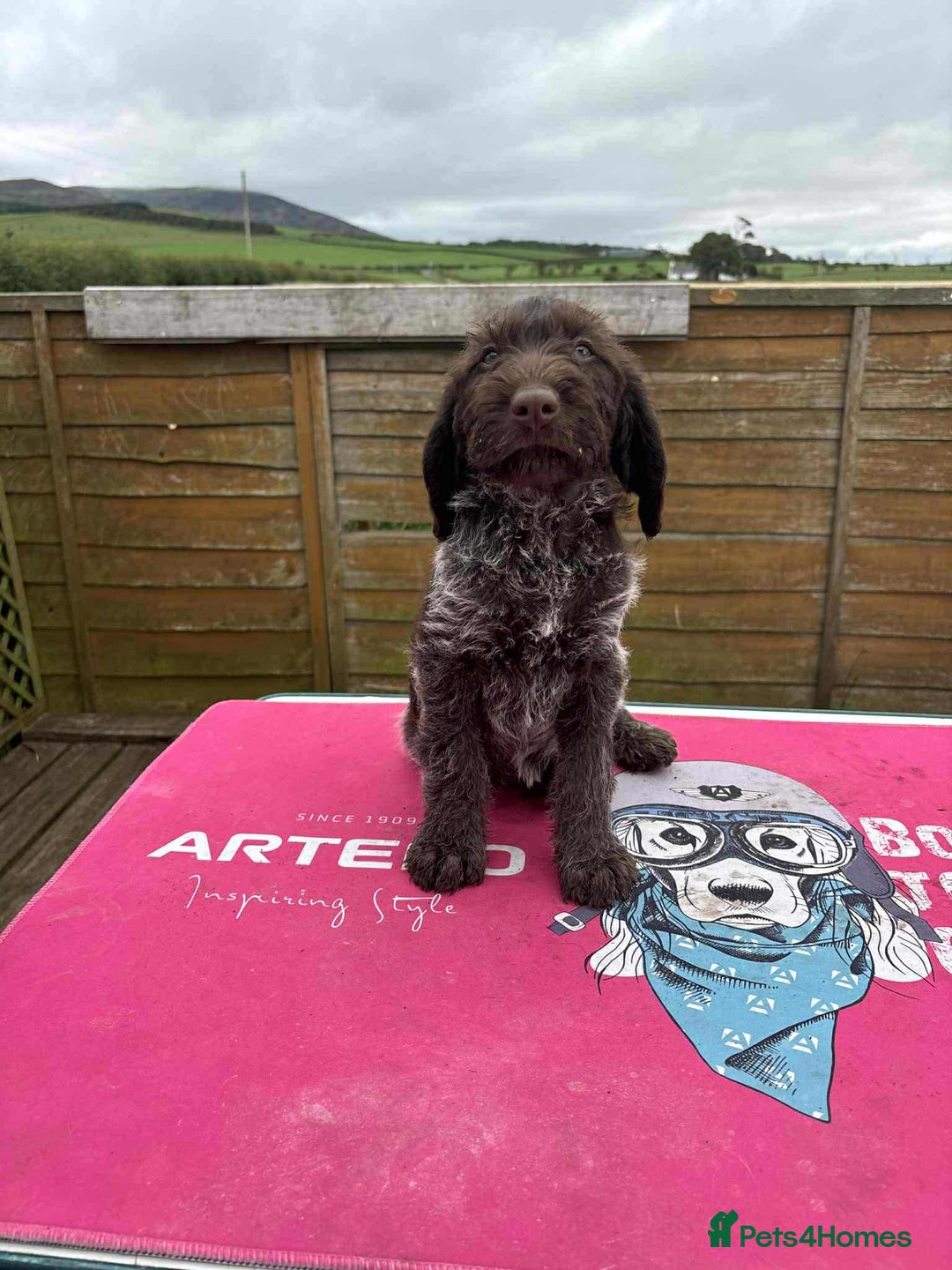 German Wirehaired Pointer dogs for sale: Beautiful Gwps puppies - Image 22