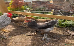 Chickens poultry for sale: 2 Brahma cockrels - Image 1