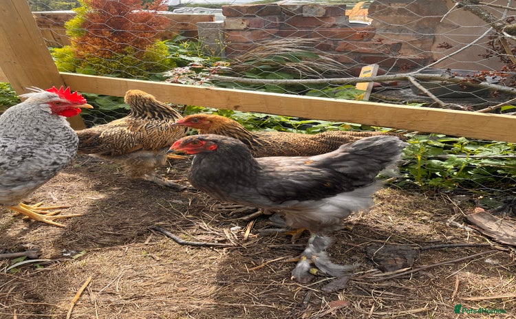 Chickens poultry - Advert 2