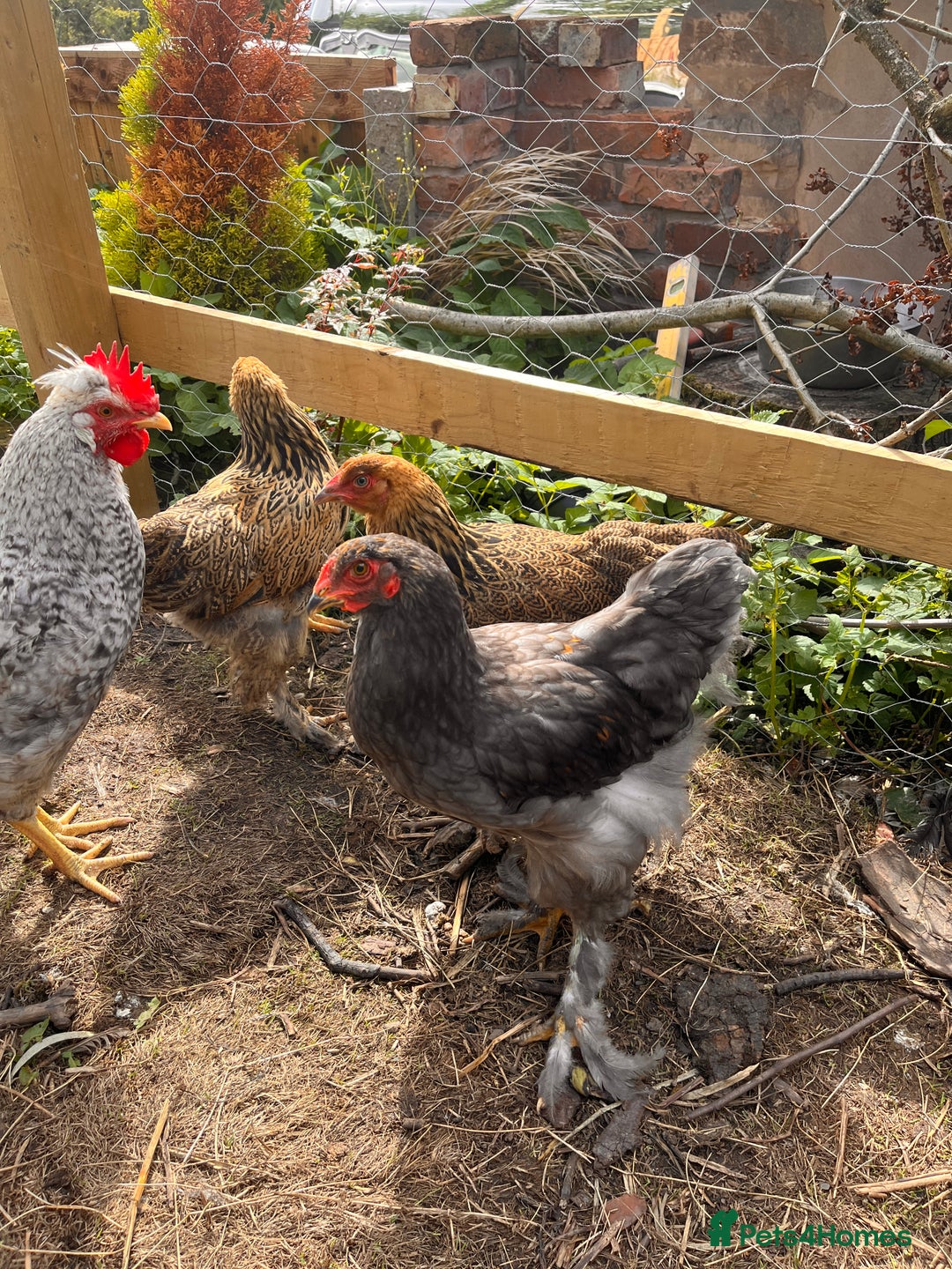 Chickens poultry for sale: 2 Brahma cockrels - Image 1
