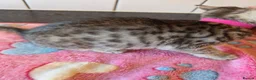 Bengal cats for sale: Bengal charcoal silver kittens from snow lynx mum - Advert 3