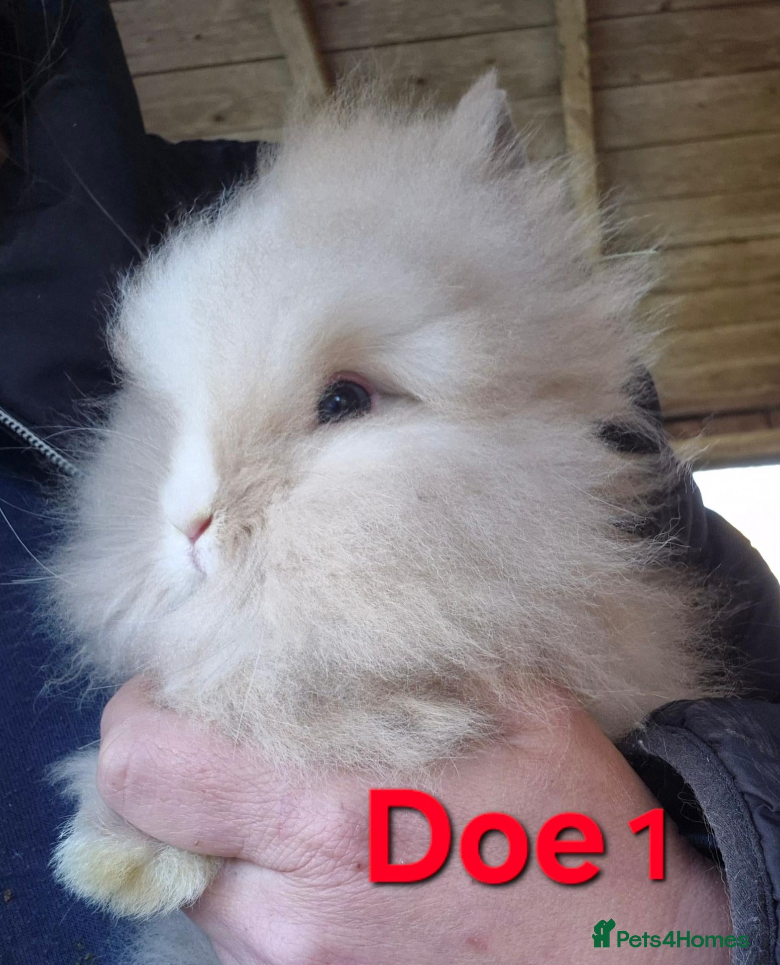 Lionhead rabbits Double maned Lionhead babies ready now  - Advert 16