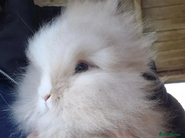 Lionhead rabbits Double maned Lionhead babies ready now - Advert 1