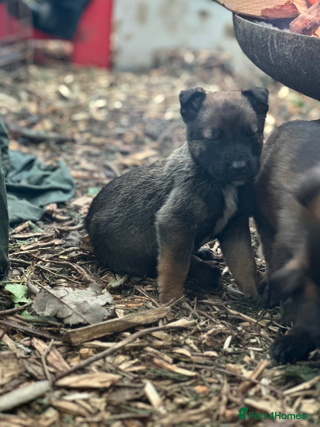 Mixed Breed dogs for sale: Dutch Herder Puppies  - Advert 8