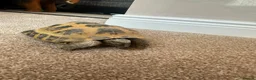 Tortoise reptiles for sale: Horsfield Tortoise in Runcorn - Advert 3