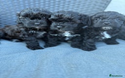 Yorkshire Terrier dogs for sale: Yorkies  - Image 4