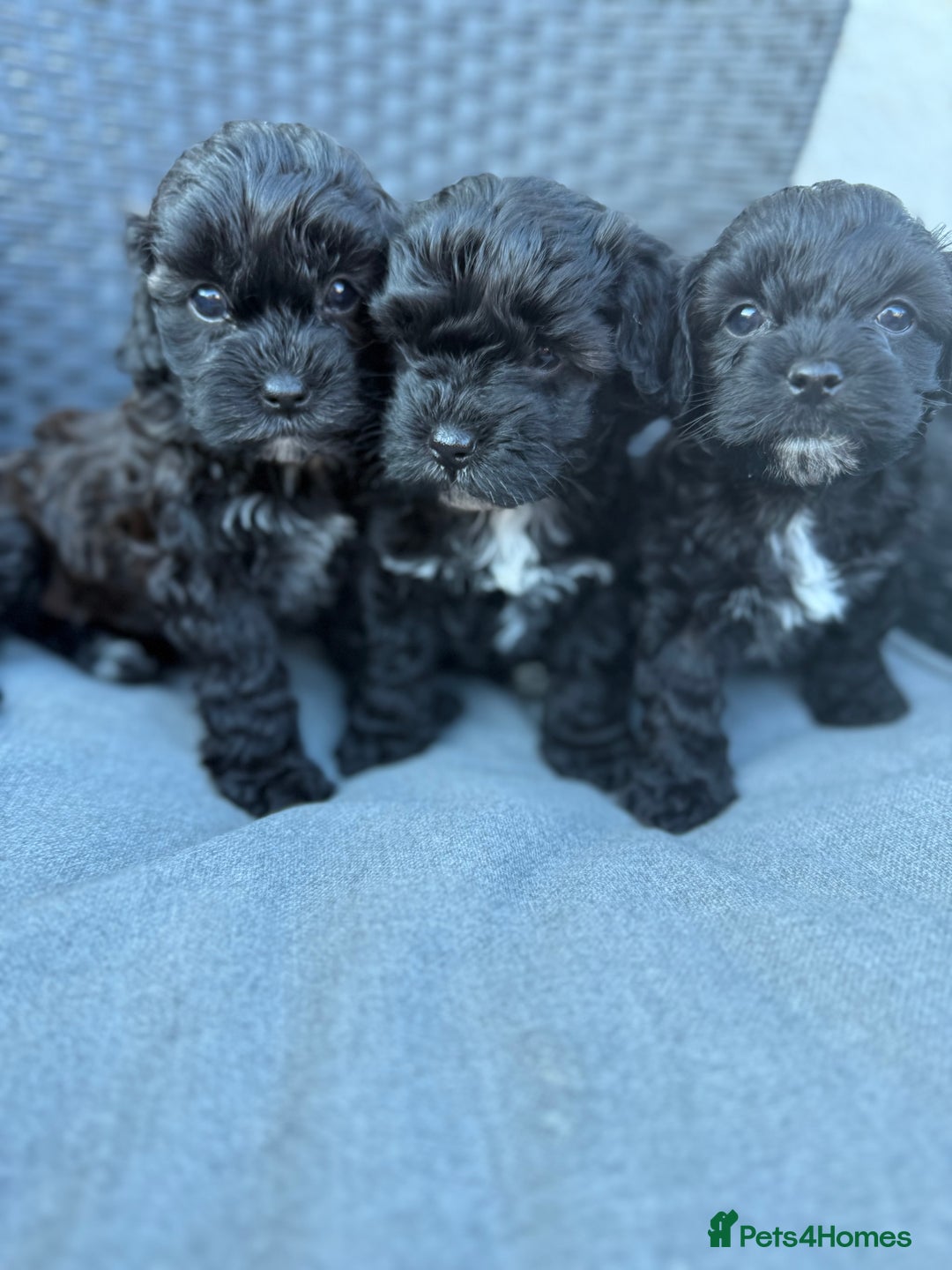 Yorkshire Terrier dogs for sale: Yorkies  - Image 4