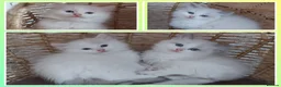 Ragdoll cats for sale: RAGDOLLS BICOLOUR GIRL BOY BLUE EYES  - Advert 1