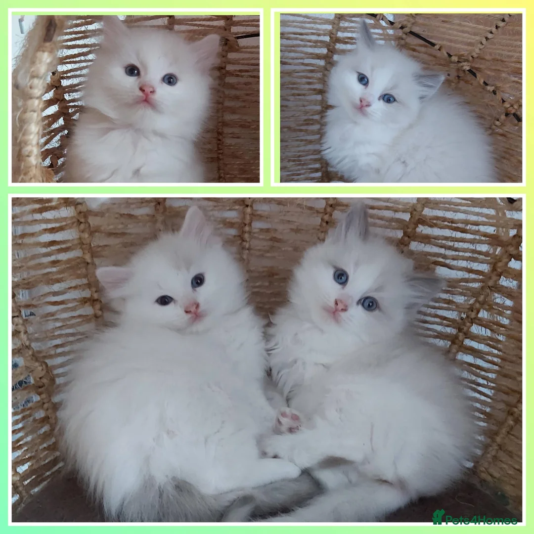 Ragdoll cats for sale: RAGDOLLS BICOLOUR GIRL BOY BLUE EYES  - Advert 1