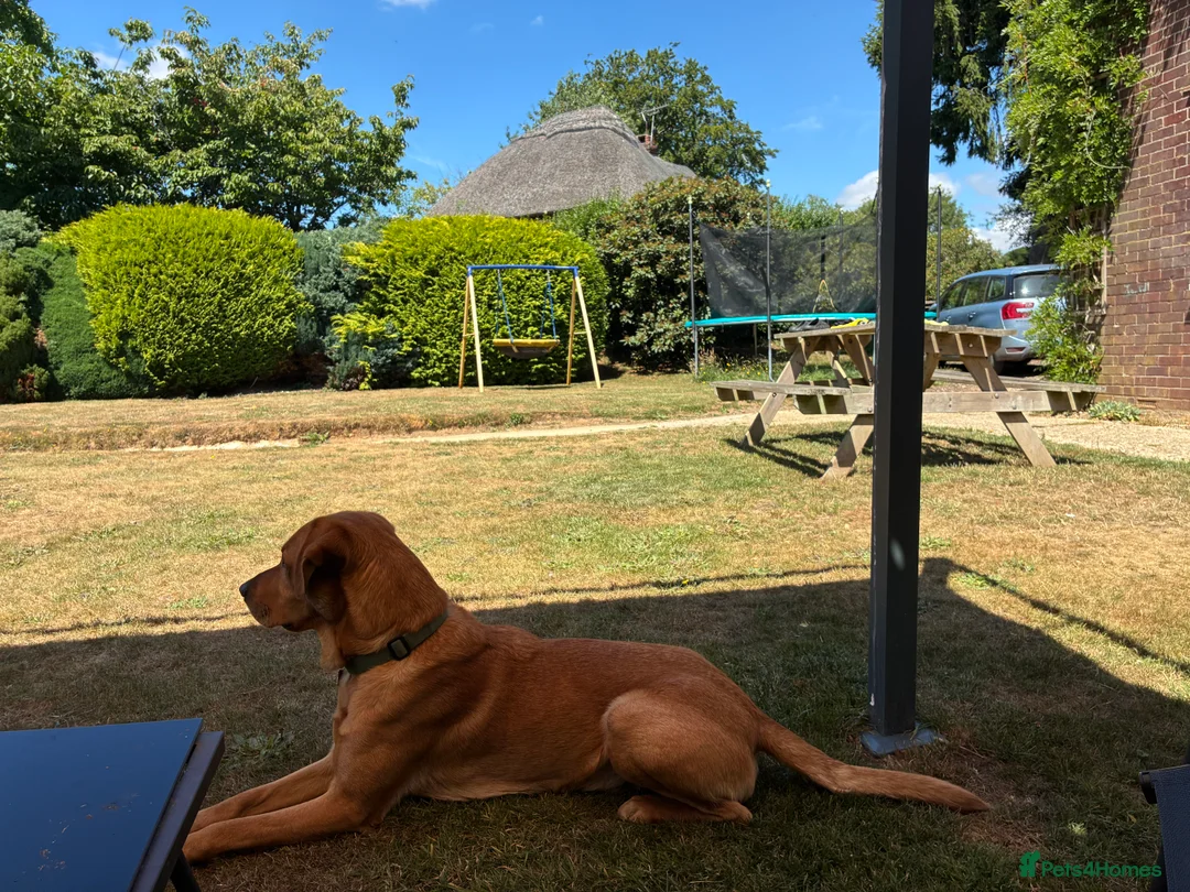 Labrador Retriever dogs for sale: Rehoming our beloved Labrador in Newbury - Advert 4