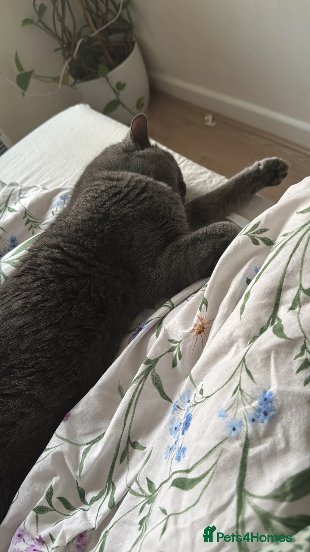 British Shorthair cats for sale: Pearl  in Dewsbury - Advert 4