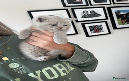 British Shorthair cats for sale: British shorthair boys ready now  - Image 5