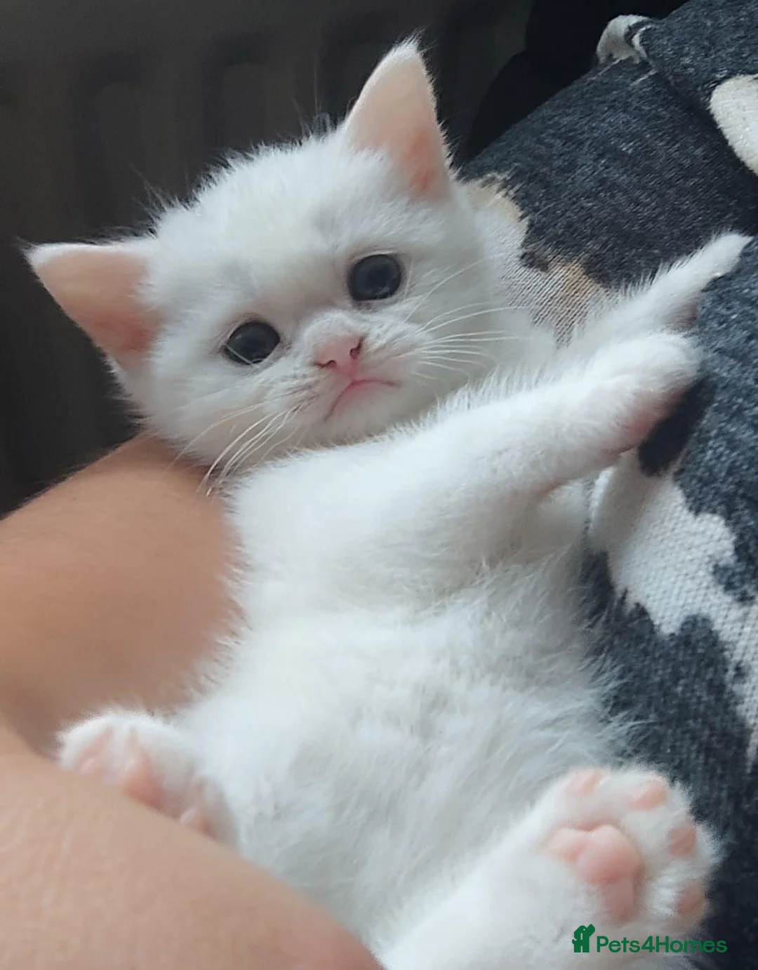 British Shorthair cats for sale: *READY NOW* PURE WHITE BSH KITTEN *LAST ONE* - Advert 1