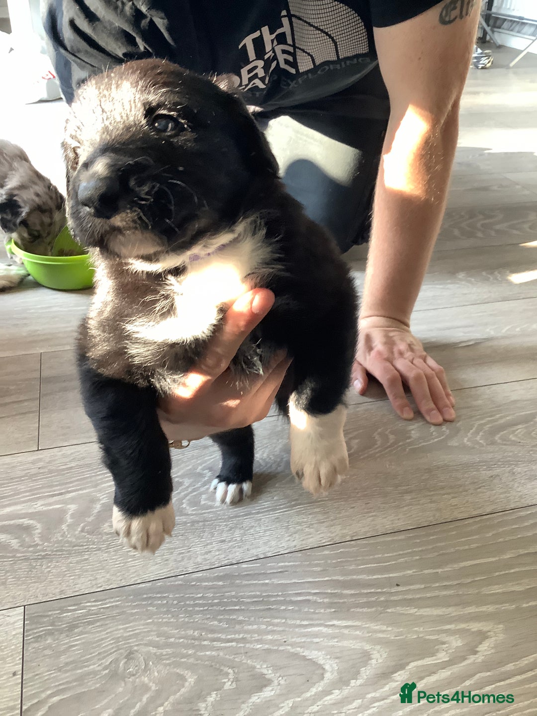 Border Collie dogs for sale: Border collie puppies  - Image 6