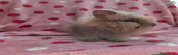 Lionhead rabbits for sale: Fluffy Teddy lion head x Angora ☆8weeks ready now - Advert 19