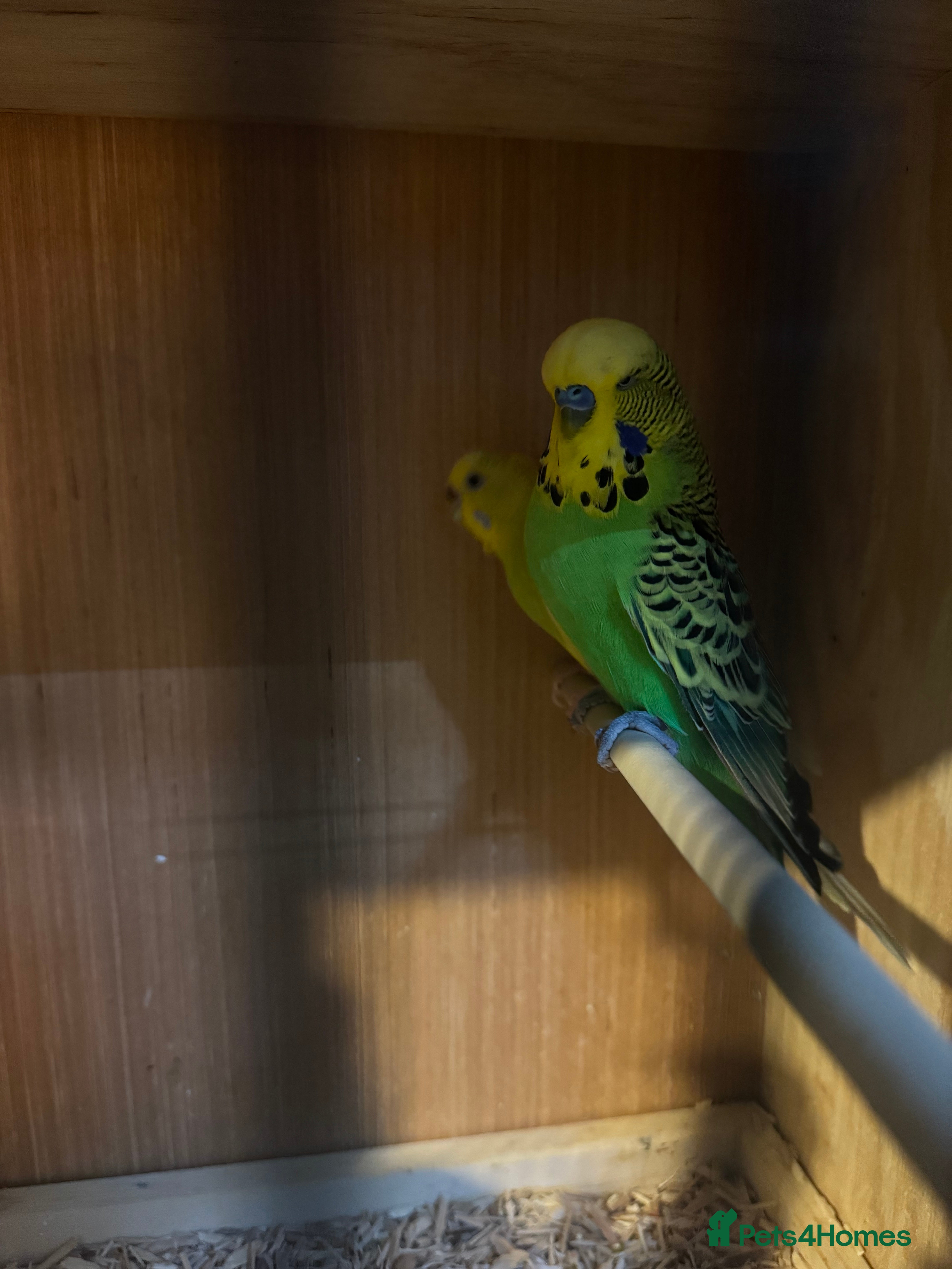 Canaries birds Canaries, budgies and love birds  - Advert 15