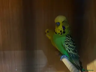 Canaries birds Canaries, budgies and love birds - Advert 15