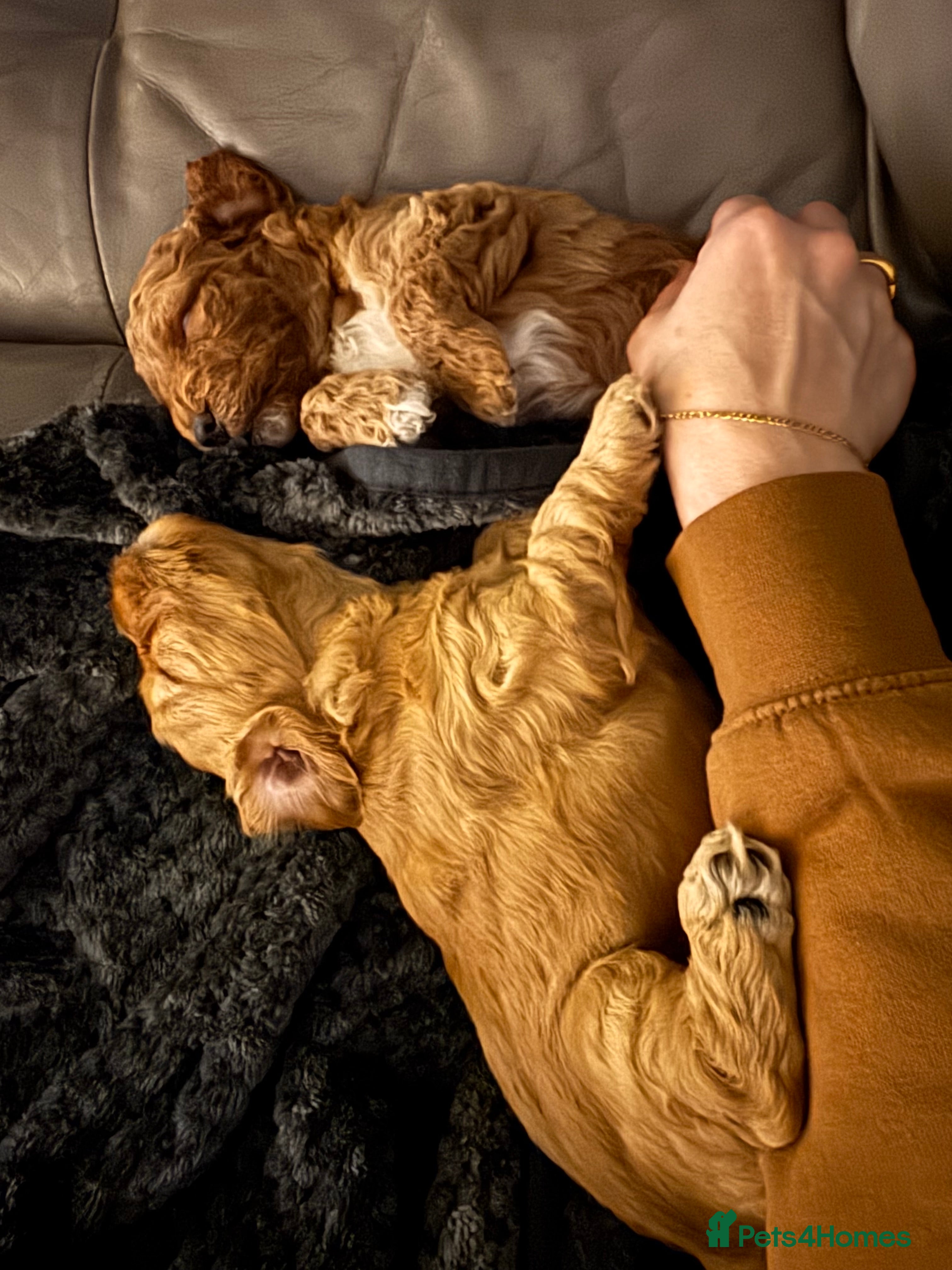 Cockapoo dogs Red Cockapoo girls F1b - Advert 17