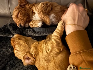 Cockapoo dogs Red Cockapoo girls F1b - Advert 17