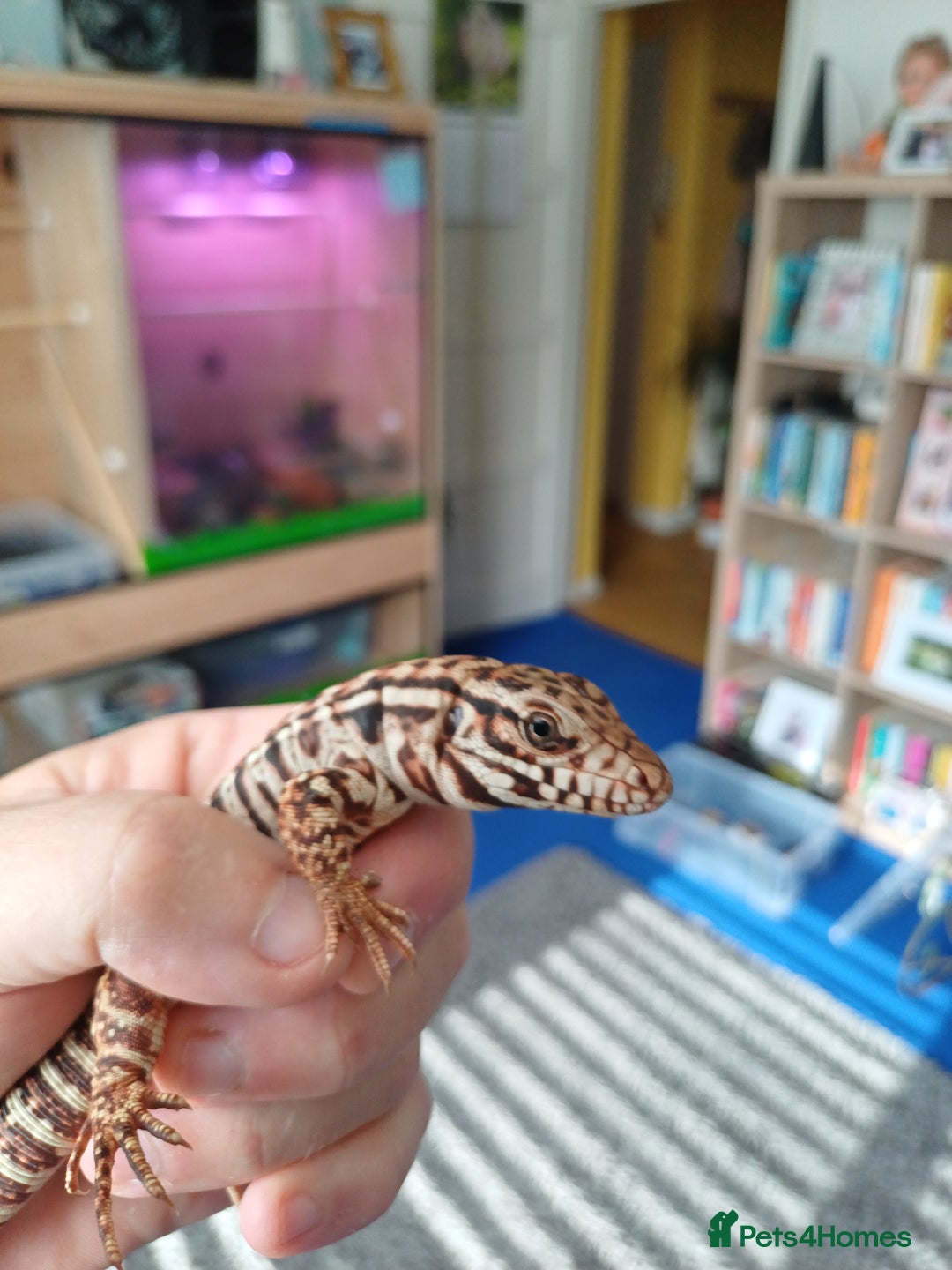 Lizard reptiles for sale: Red tegu  - Advert 12