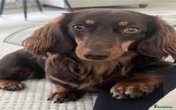 Miniature Dachshund dogs for sale:  KcReg Long Haired Miniature Dachshund Dapper  - Image 2